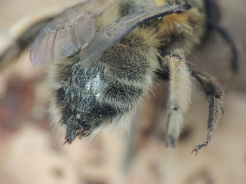 Anthophora sp.