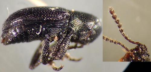 Réf. 119 141 : Pachnephorus sp.