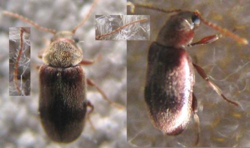 Réf. 119 379 : Ochina ptinoides