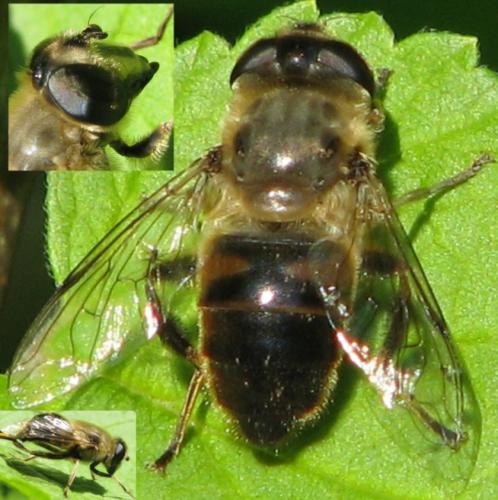 Eristalis tenax