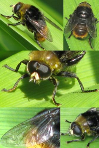 Merodon equestris