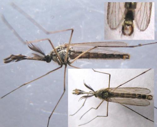 Ochlerotatus sp.