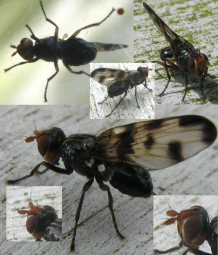 Otites porcus