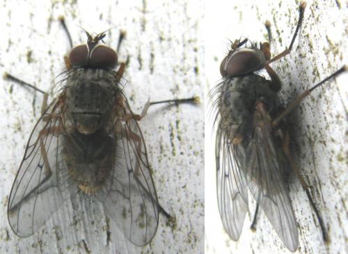 Phaonia tuguriorum