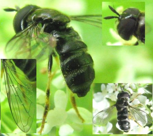Paragus sp.