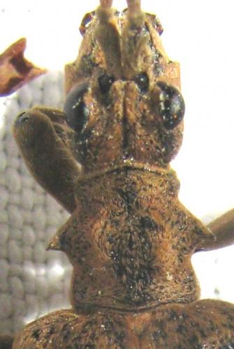 Rhagium sycophanta
