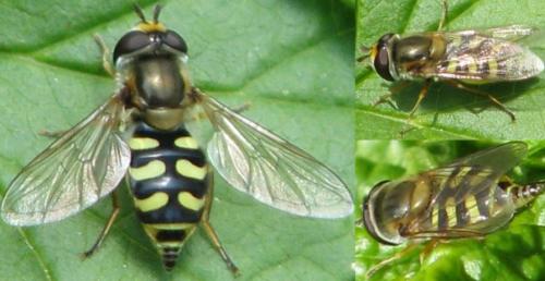Eupeodes corollae
