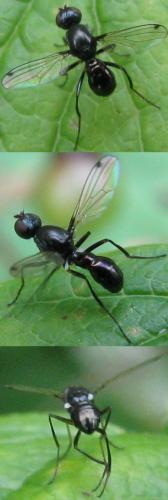 Sepsis sp.