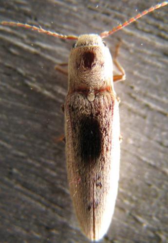 Réf. 119 751 : Synaptus filiformis