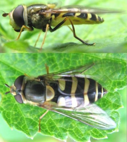 Syrphus vitripennis