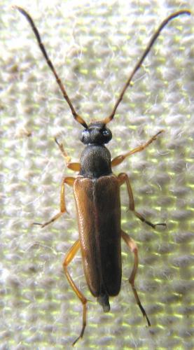 Réf. 119 039 : Alosterna tabacicolor