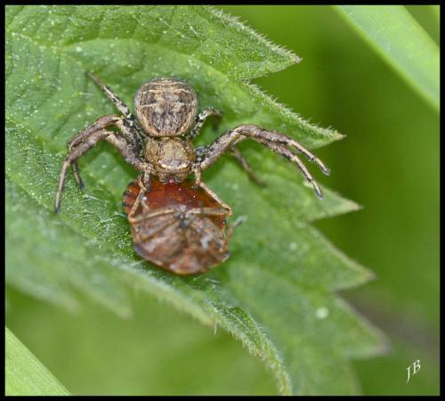 Xysticus sp.