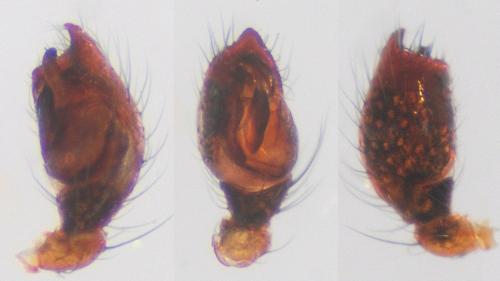 Cryptachaea riparia
