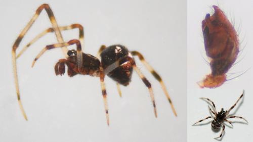 Réf. 119 405 : Cryptachaea riparia