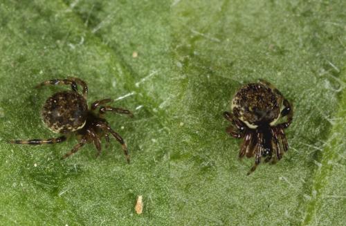 Dipoena melanogaster