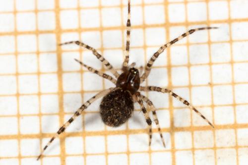 Theridion sp.