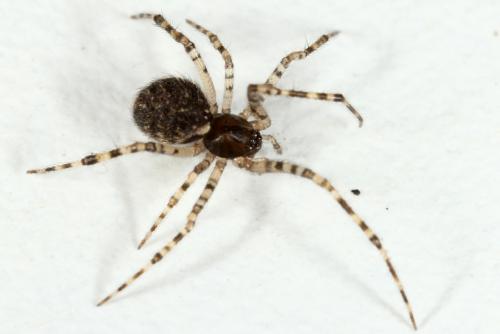 Réf. 119 769 : Theridion sp.