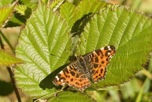 Araschnia levana
