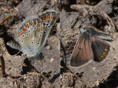 Réf. 119 824 : Aricia artaxerxes