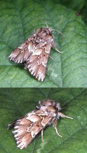 Oxicesta chamoenices