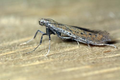 Aspilapteryx tringipennella