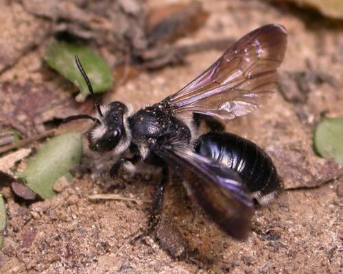 Andrena agilissima