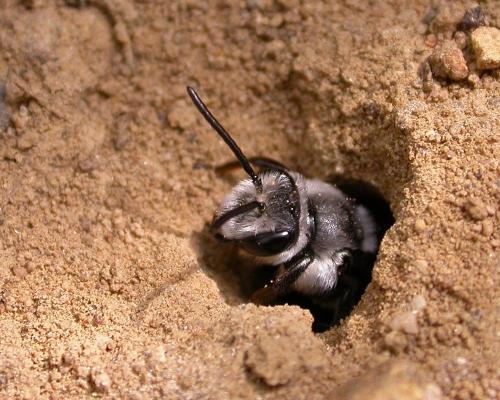 Andrena agilissima