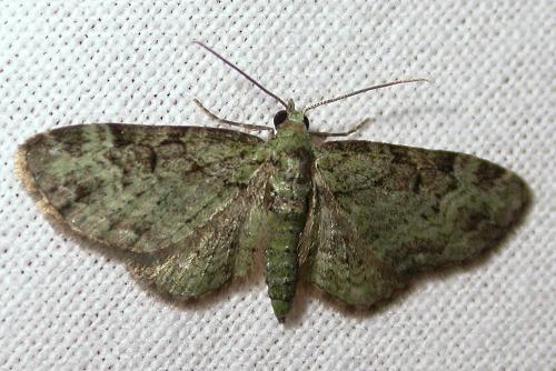 Réf. 119 887 : Pasiphila rectangulata