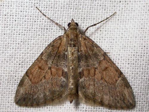 Thera sp.