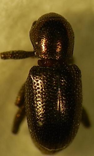 Réf. 119 204 : Pachnephorus sp.