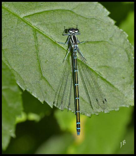 Réf. 119 845 : Coenagrion puella