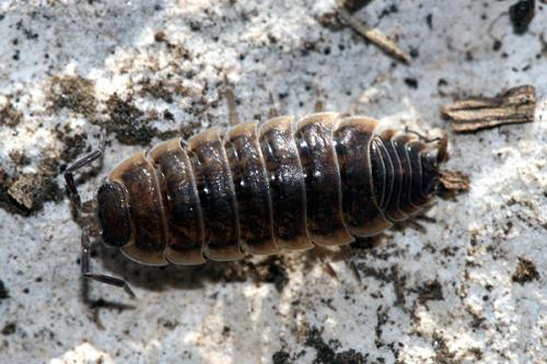 Réf. 119 162 : Porcellio orarum