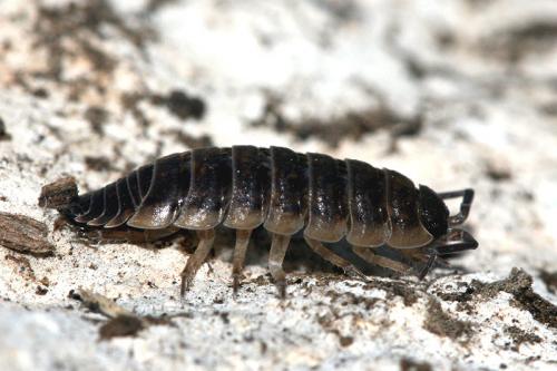 Réf. 119 163 : Porcellio orarum