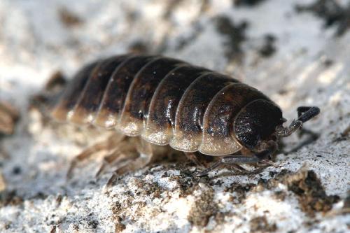 Réf. 119 164 : Porcellio orarum