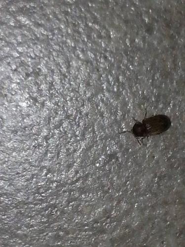 Stegobium paniceum