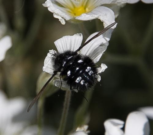 Réf. 119 877 : Bombylella atra