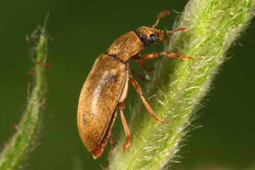 Byturus ochraceus