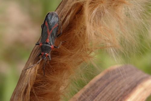 Réf. 119 330 : Caenocoris nerii