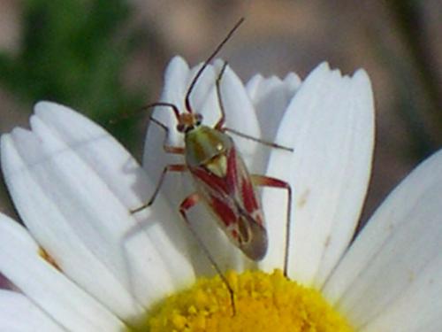 Réf. 119 115 : Calocoris roseomaculatus