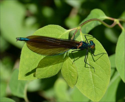 Calopteryx virgo