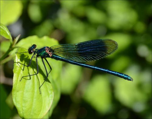 Réf. 119 042 : Calopteryx splendens