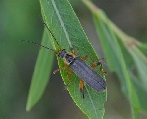 Cantharis nigricans