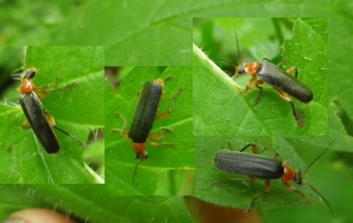Cantharis pellucida
