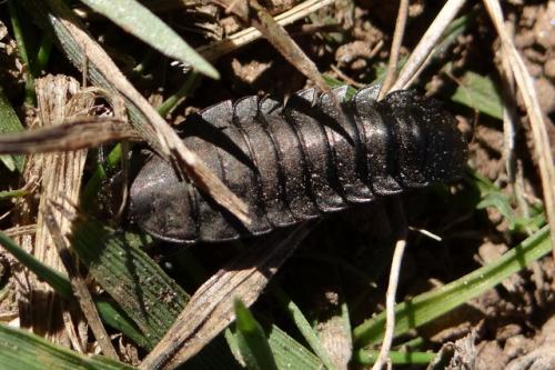 Silpha sp.