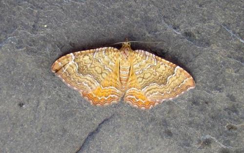 Camptogramma bilineata