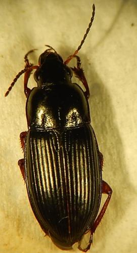 Amara rufipes