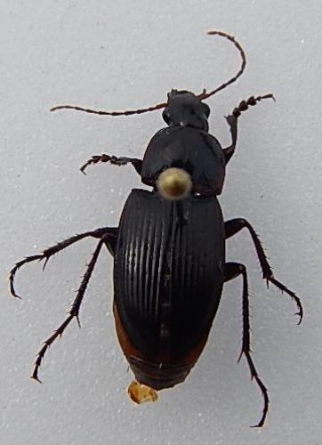 Réf. 119 058 : Calathus fuscipes