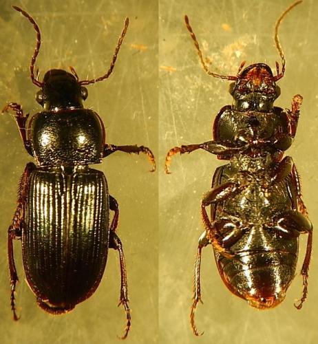 Réf. 119 207 : Harpalus punctatostriatus