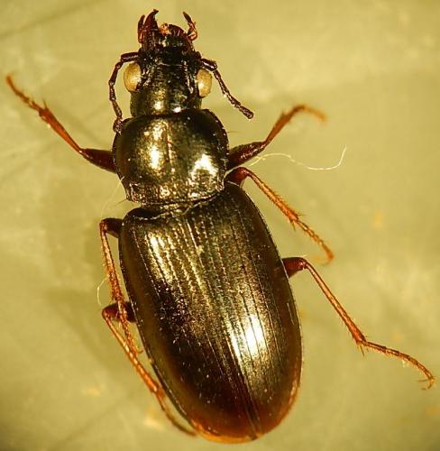 Pogonus chalceus