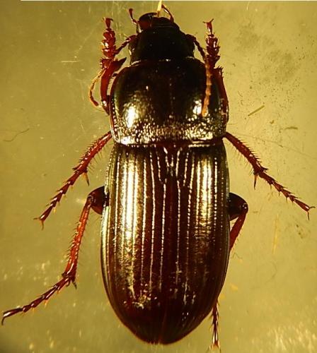 Réf. 119 213 : Zabrus tenebrioides